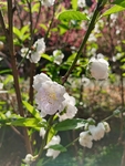 白桃花