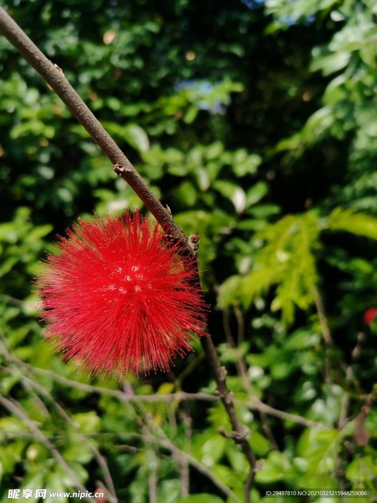 朱缨花