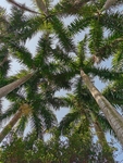 椰子树