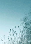 烟雨