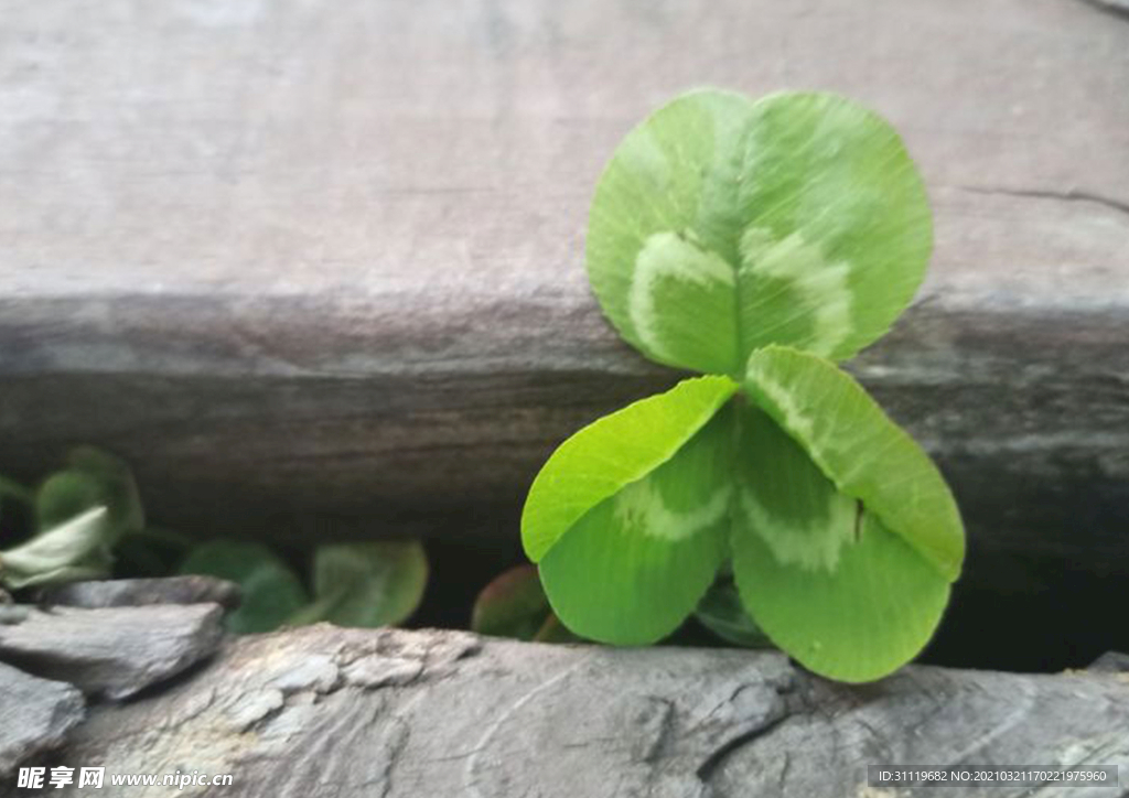 草