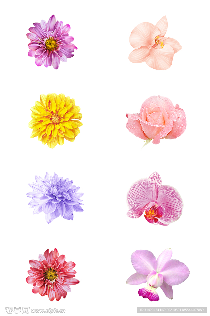 大牌花