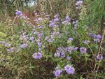 兰香草花丛