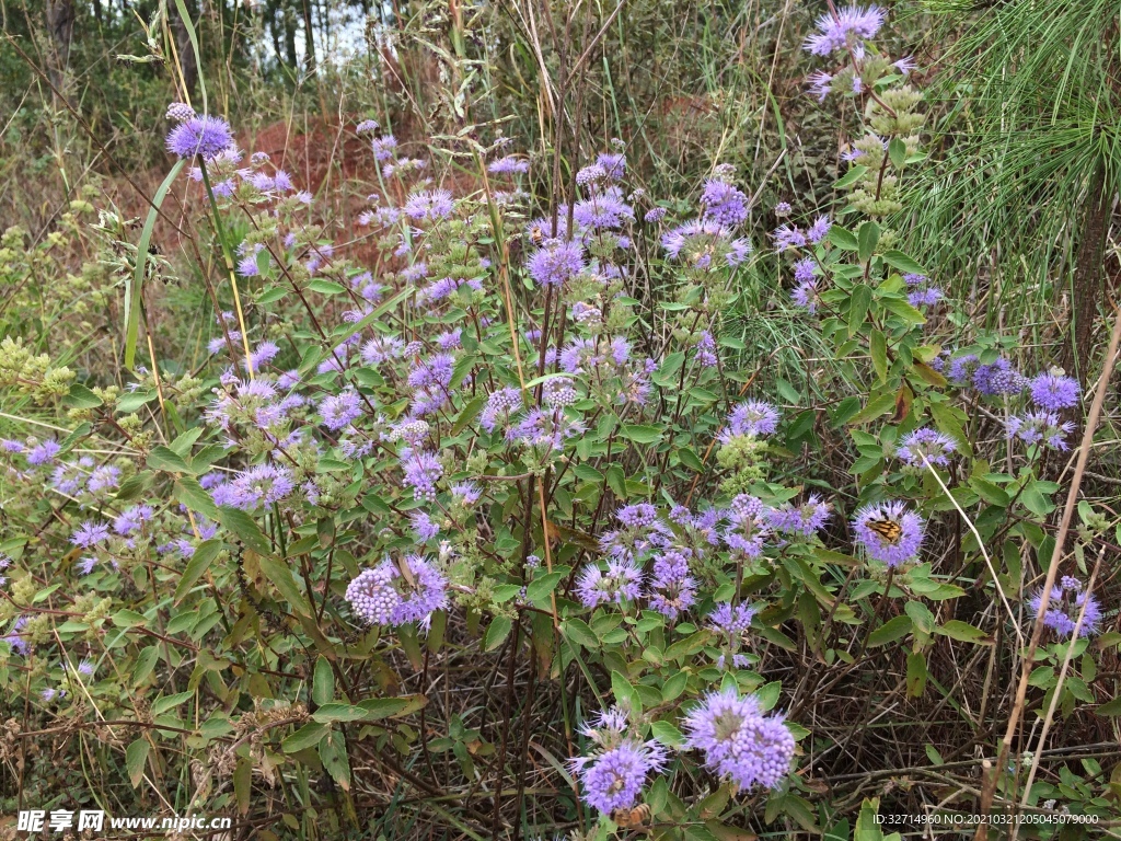 兰香草花丛