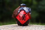 酒酒