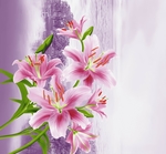 百合花 粉红花