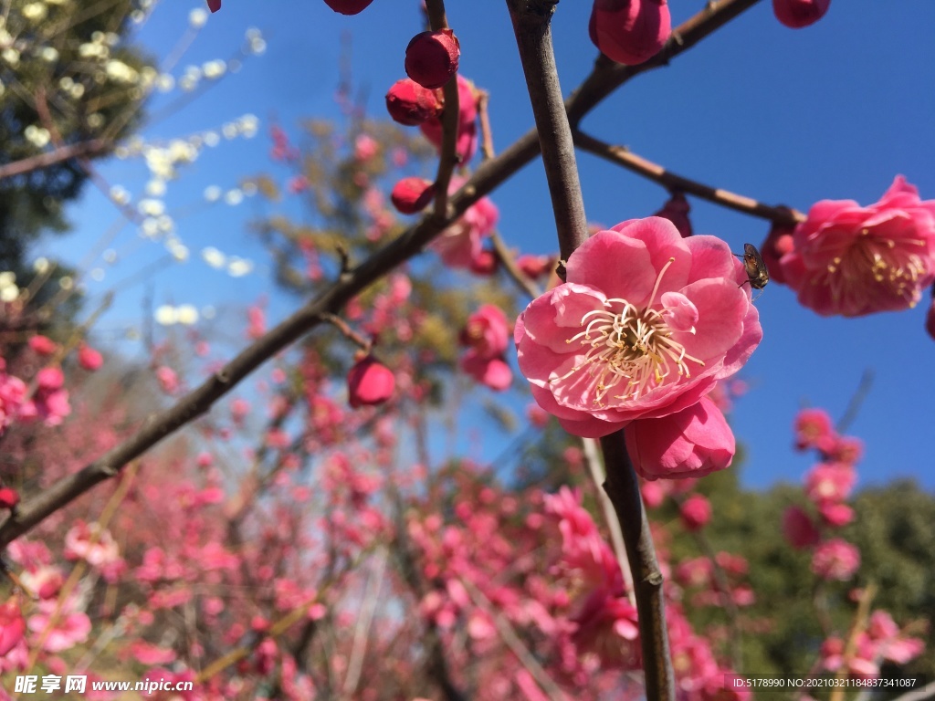 梅花 红色梅花
