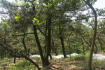 山林