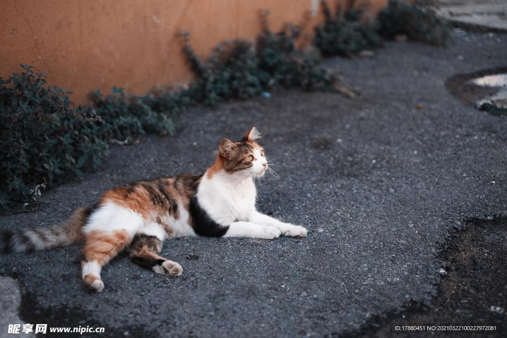猫