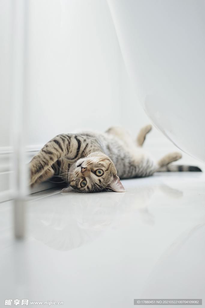 猫