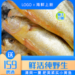 小黄鱼