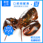 澳洲龙虾