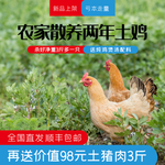 走地鸡