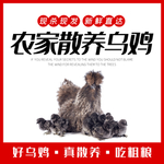 散养乌鸡