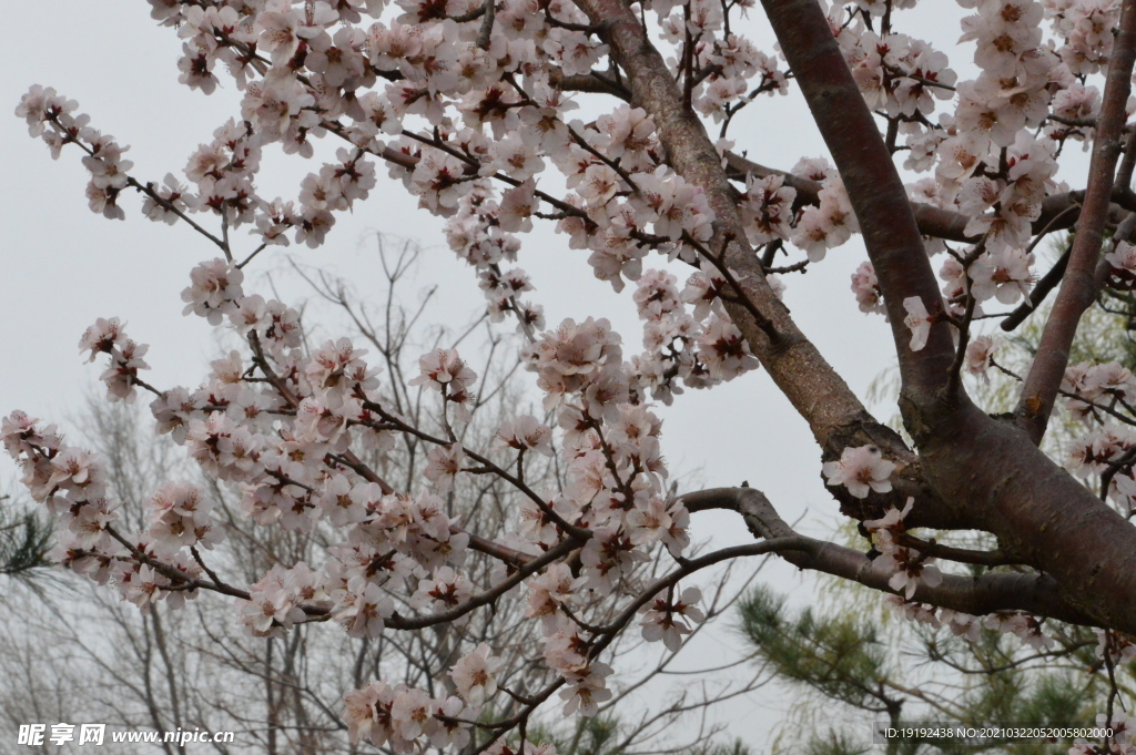 山桃花