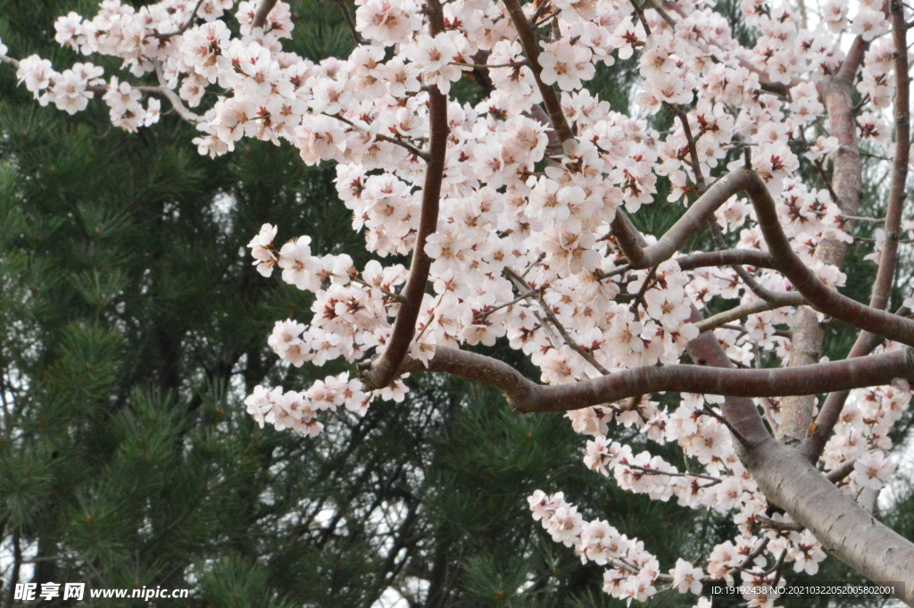 山桃花