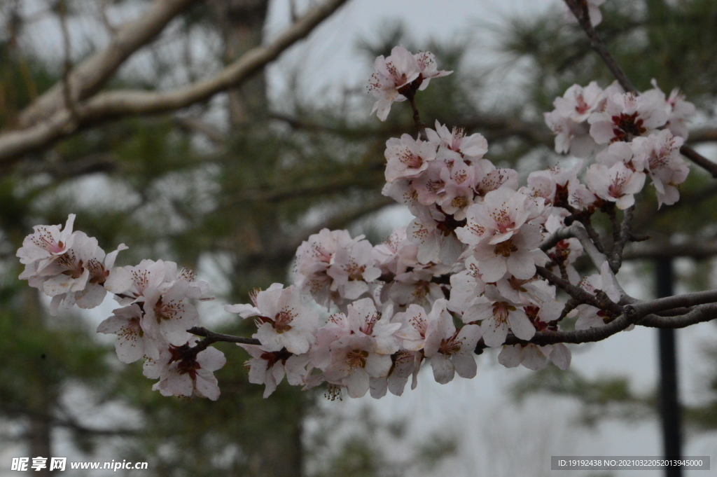 山桃花