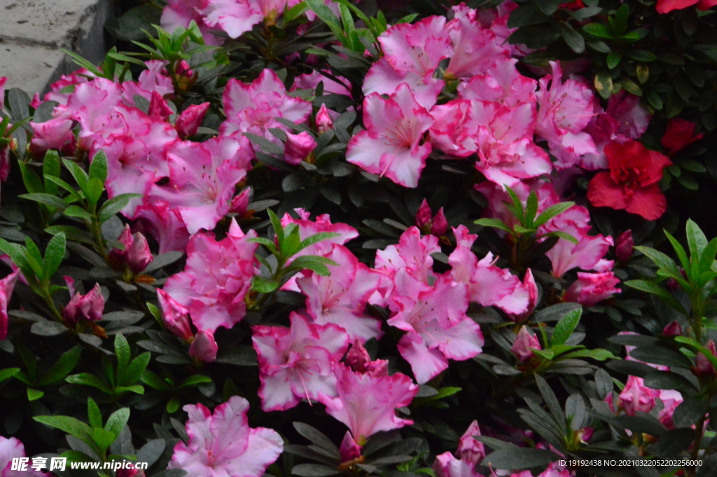 杜鹃花