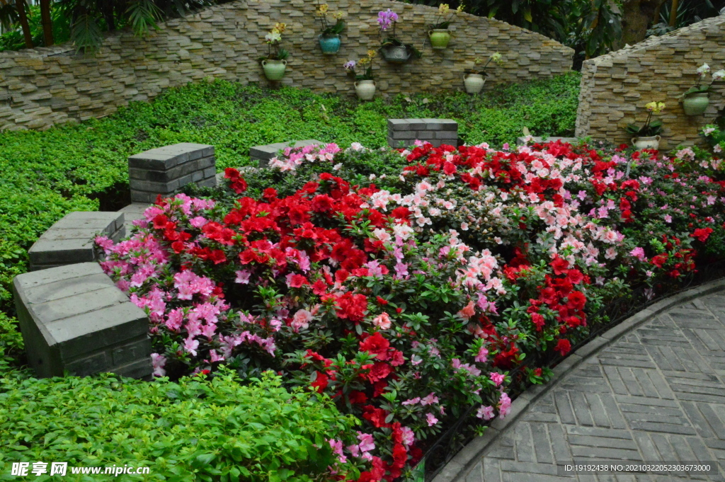 杜鹃花