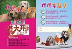 宠物