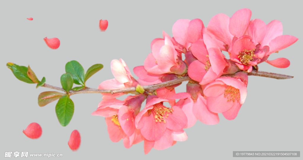 桃花