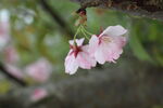 春暖花开