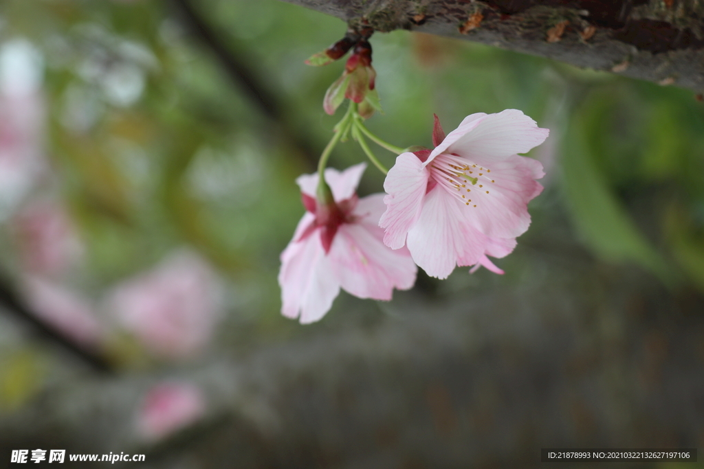 春暖花开