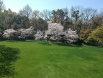 草地上色樱花花海公园太子湾
