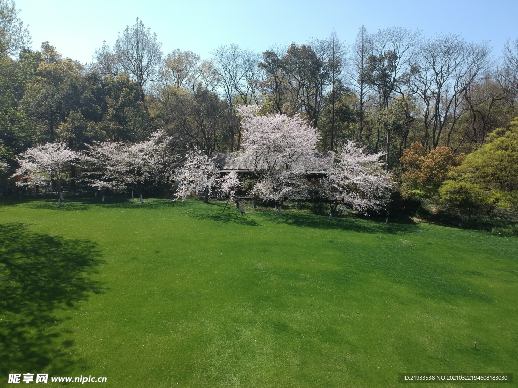 草地上色樱花花海公园太子湾