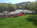 草地上色樱花花海公园太子湾