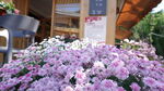 丽江古城的花