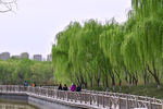 柳树