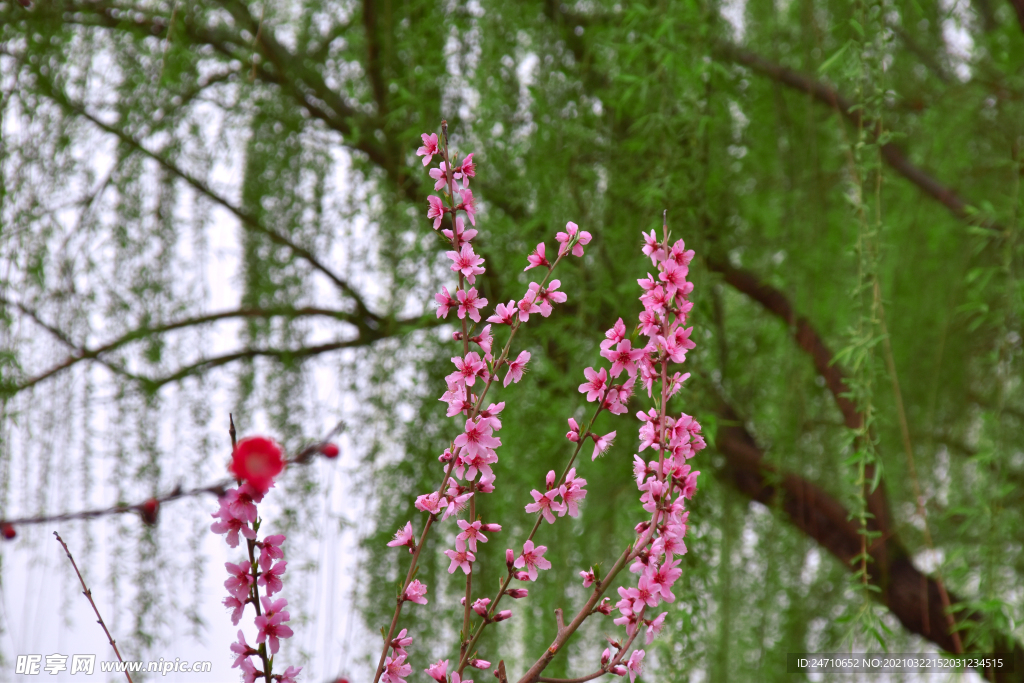 树木发芽