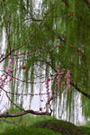 柳树发芽