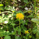蒲公英花