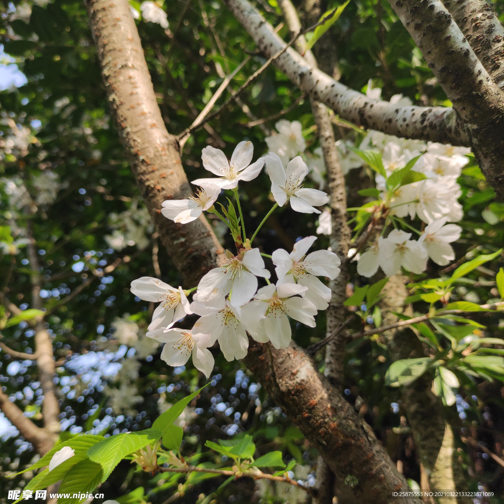 花
