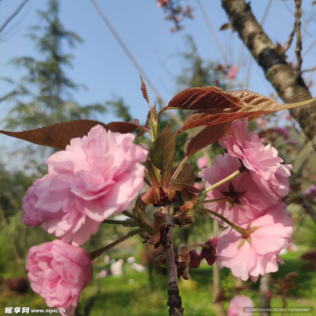 樱花