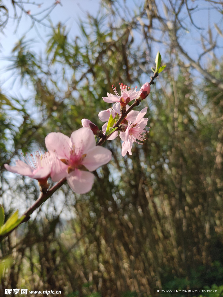 桃花