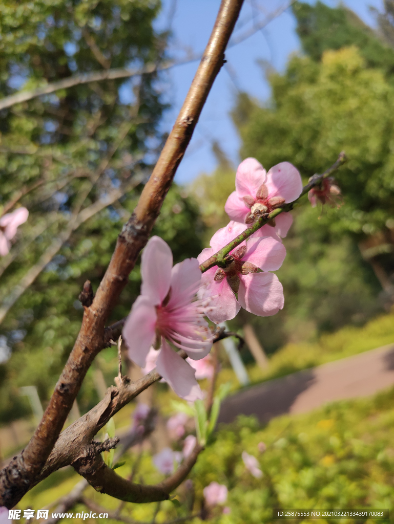 桃花