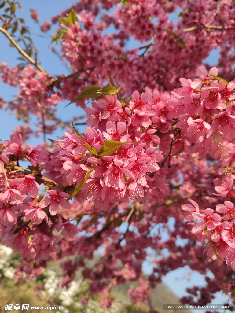 樱花