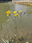 小花