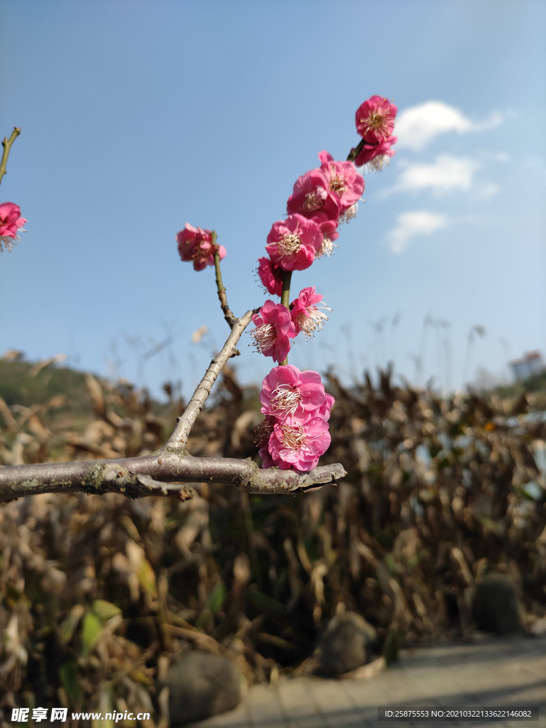 樱花