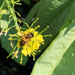 菜花