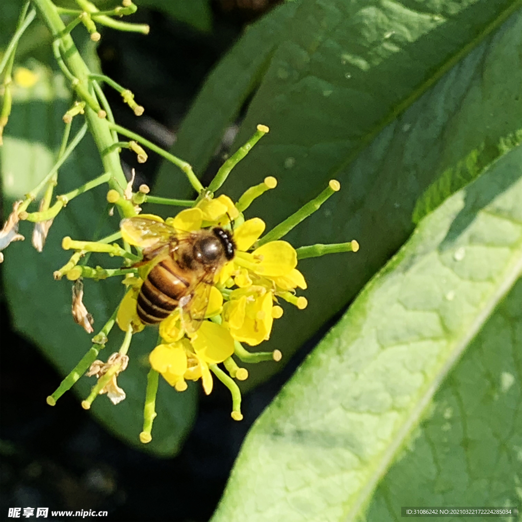 菜花