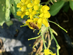 菜花