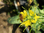 菜花
