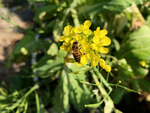 菜花