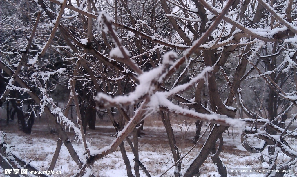 雪枝