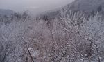 雪枝