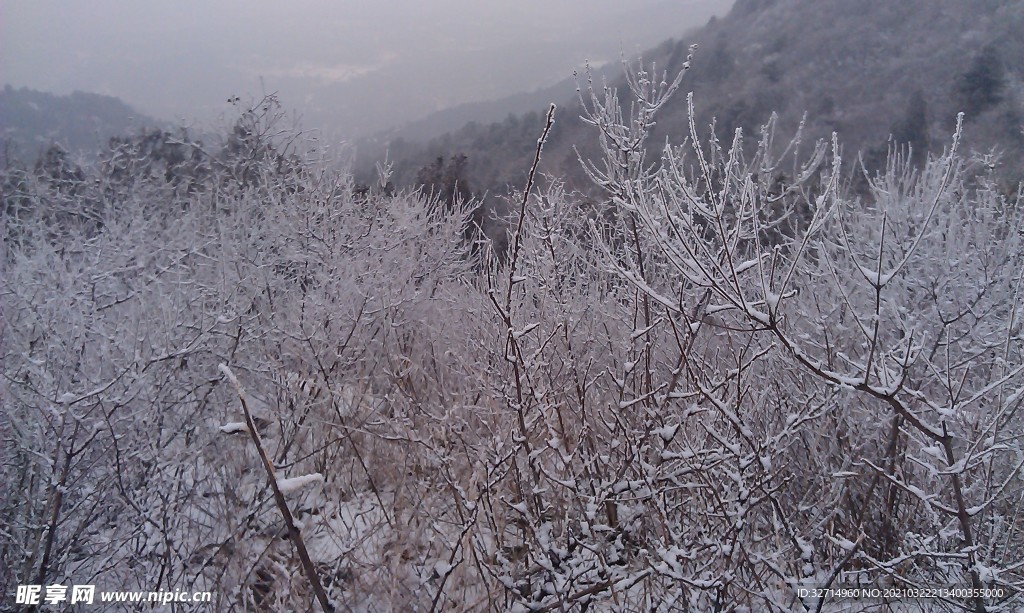 雪枝